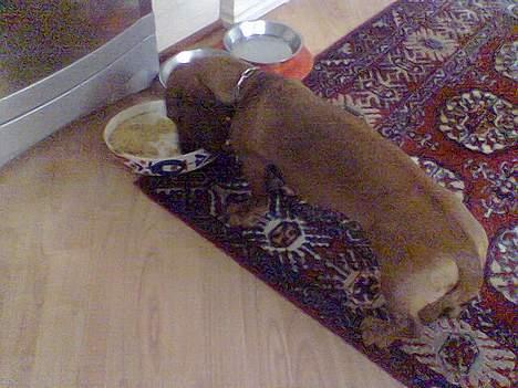 Gravhund Mads - Jaaaaaaaaa der var Mad billede 15