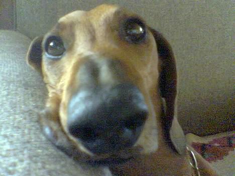 Gravhund Mads - Har jeg nogle bussemænd? :Ø billede 16