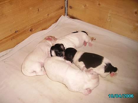 Blanding af racer Pjevs billede 9