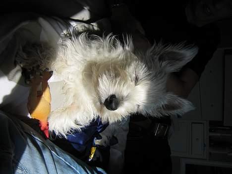West highland white terrier Frode - mmm.. nyder den dejlige sol.. billede 20