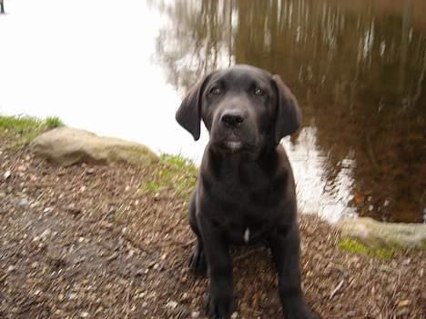 Labrador retriever Ballou - smukke Ballou billede 9