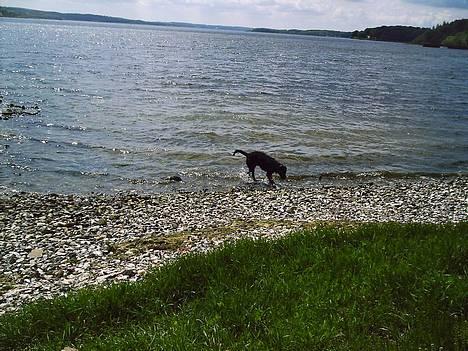 Labrador retriever Ballou - Elsker bare vand.. dejligt med en dukkert billede 10