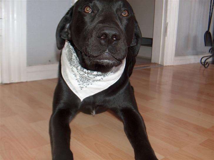 Labrador retriever Ballou - Bandana guy billede 11