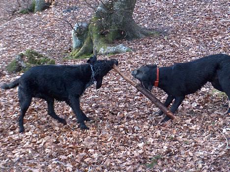 Labrador retriever Ballou - lege lege lege...  Sille og Ballou er jagtvenner :) billede 12