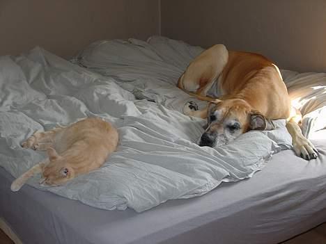 Grand danois Tjalfe (1998 - 2008) - De to gule sover. Se nuggaboris over ved kattene under blandede racer. billede 14