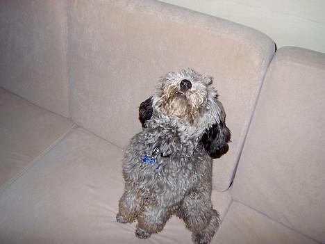 Dværgpuddel sarso billede 1