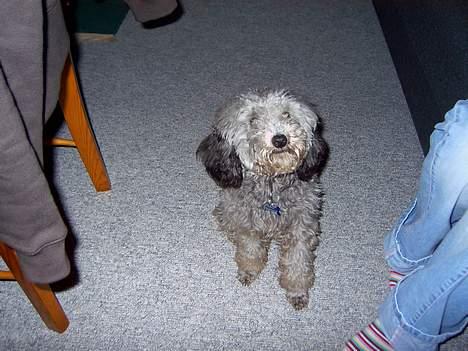 Dværgpuddel sarso billede 2