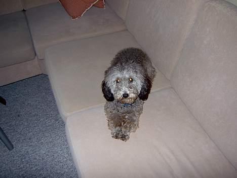 Dværgpuddel sarso billede 3