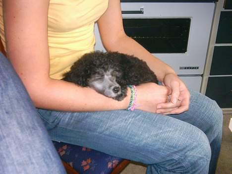 Dværgpuddel sarso billede 4