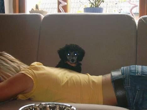 Dværgpuddel sarso billede 5