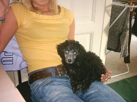 Dværgpuddel sarso billede 6