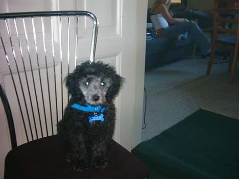 Dværgpuddel sarso billede 7