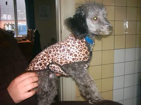 Dværgpuddel sarso billede 8