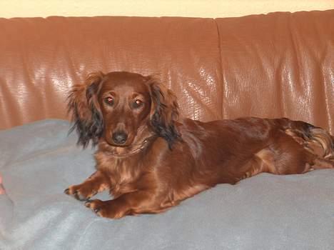 Dværggravhund Sille - Er jeg ikke bare smuk? billede 8