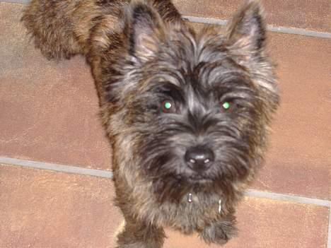 Cairn terrier Kennel Heros Knoch out - nej se et kamera billede 1