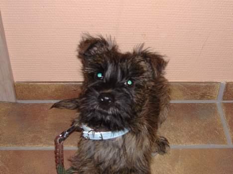 Cairn terrier Kennel Heros Knoch out - skal vi lege ;oD billede 2
