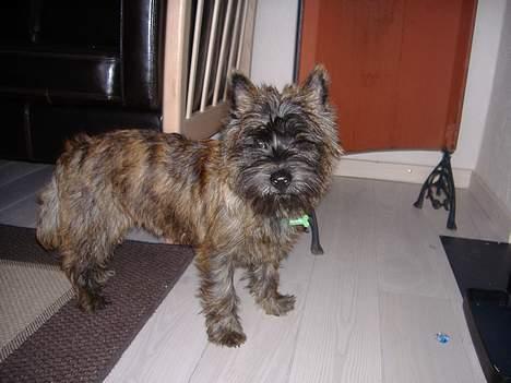 Cairn terrier Kennel Heros Knoch out - er du også der :D billede 3