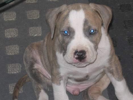 Amerikansk staffordshire terrier Kenzo billede 2