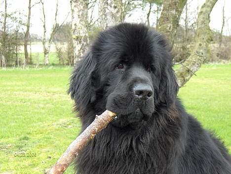 Newfoundlænder Baloo billede 1