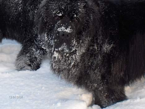 Newfoundlænder Baloo billede 2