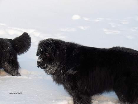 Newfoundlænder Baloo billede 3