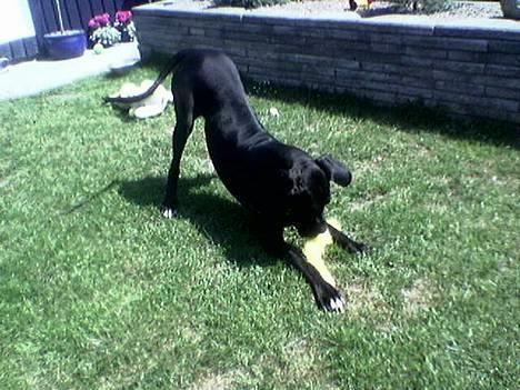 Grand danois ugly, død 14-1-07 - nu skal den få!! den dumme bamse! billede 20