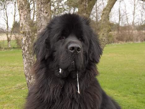 Newfoundlænder Baloo - lidt savl efter en dejlig dame vovse billede 4