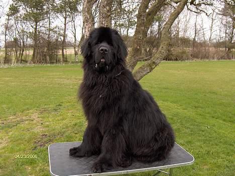 Newfoundlænder Baloo billede 5