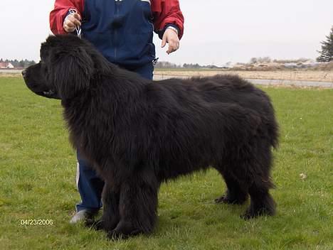 Newfoundlænder Baloo billede 6