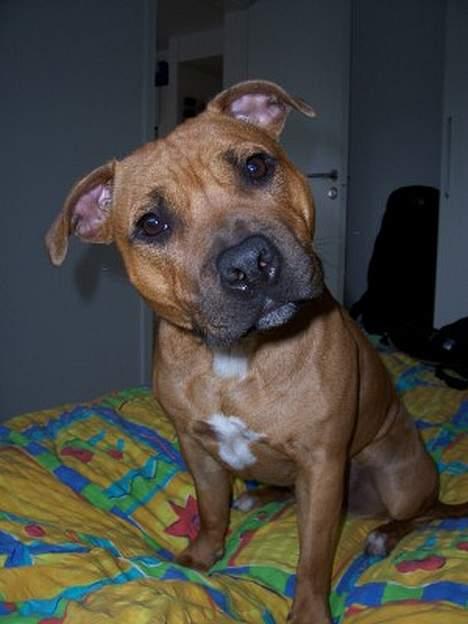 Staffordshire bull terrier Bella - 11mdr: Haaalllo kom der snart noget i skålen... ? billede 14