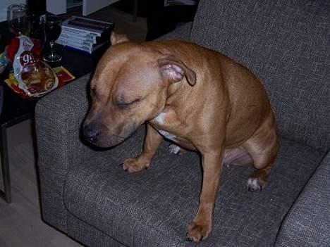 Staffordshire bull terrier Bella - 10mdr: Giffel.. tænk giffel, giffel, giffel, giv giffel (hunde telepati) billede 15