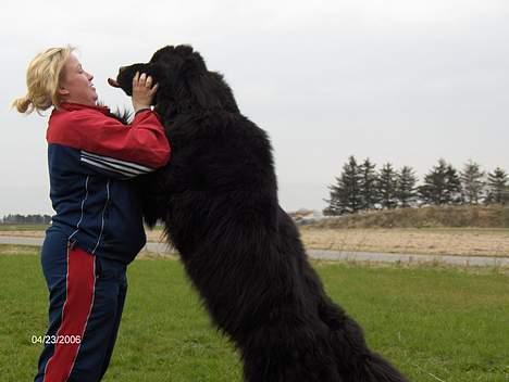 Newfoundlænder Baloo billede 7