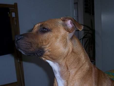 Staffordshire bull terrier Bella - 11mdr. Bella profil billede 16