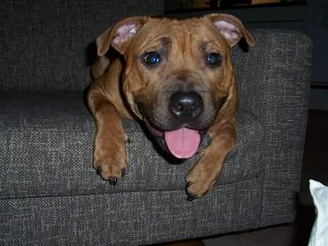 Staffordshire bull terrier Bella - 10mdr: dette er ikke en hund i møblerne *g* billede 17
