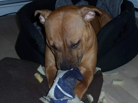 Staffordshire bull terrier Bella - 10mdr: Anders trængte også til nye sutsko... dooh billede 18