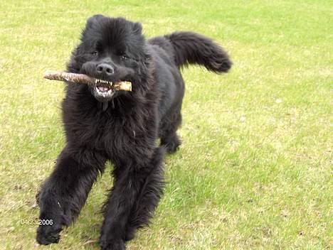 Newfoundlænder Baloo billede 8