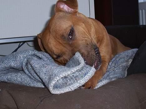 Staffordshire bull terrier Bella - 10mdr: puttegøj billede 19