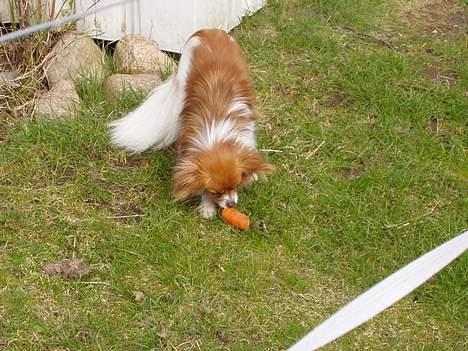 Papillon Max - Her får jeg lige en gulerod. billede 10