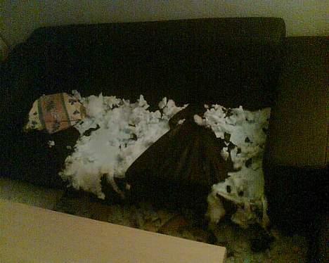 Amerikansk staffordshire terrier Keyto - Det er så hvad man får ud af at lade sin hund være alene hjemme fra søndag til mandag den 16-17 April 2006.. Nåede at have den i en uge!! billede 15