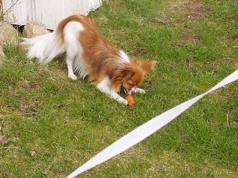 Papillon Max - Jeg har hugget guleroden fra hestene. Thi hi billede 11