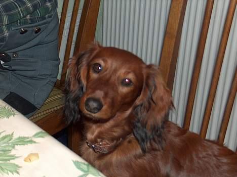 Dværggravhund Sille billede 11