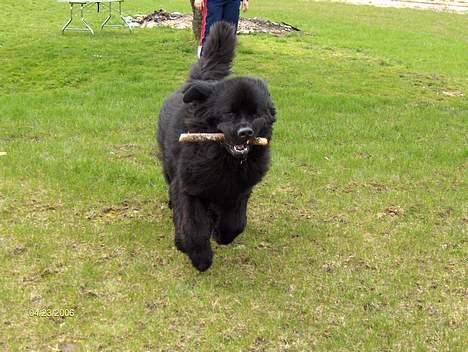 Newfoundlænder Baloo billede 9