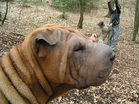 Shar pei Ashley billede 1
