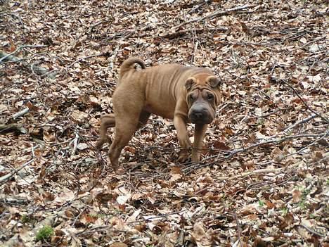 Shar pei Ashley billede 2
