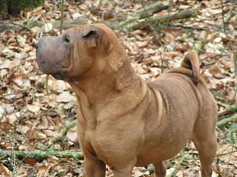 Shar pei Ashley billede 3