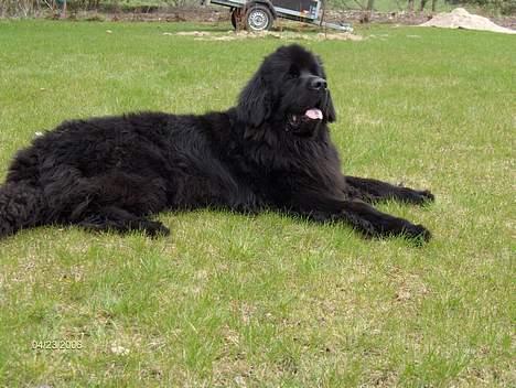 Newfoundlænder Baloo billede 10