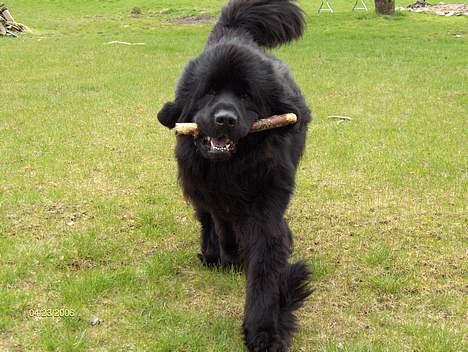 Newfoundlænder Baloo billede 11