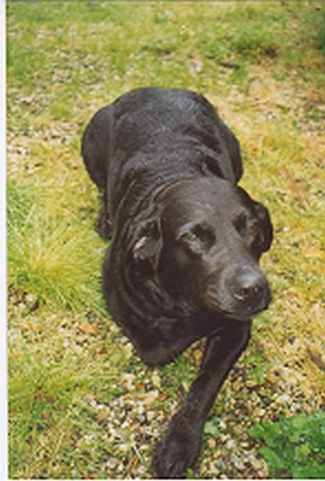 Labrador retriever (formel 1)  fie <3 (død) - Et lidt gammelt billed jeg fant, det er lidt rystet. billede 2