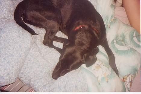 Labrador retriever (formel 1)  fie <3 (død) - Uh det er dejligt at ligge og putte i dynerne *Ss* billede 3