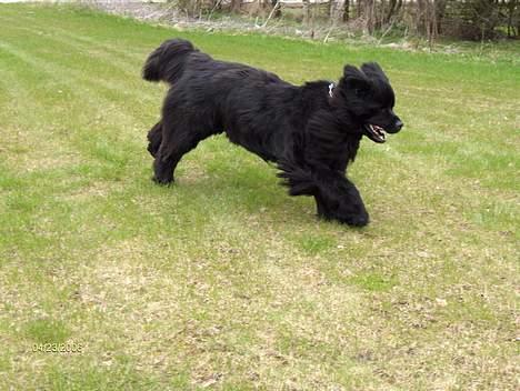 Newfoundlænder Baloo billede 12